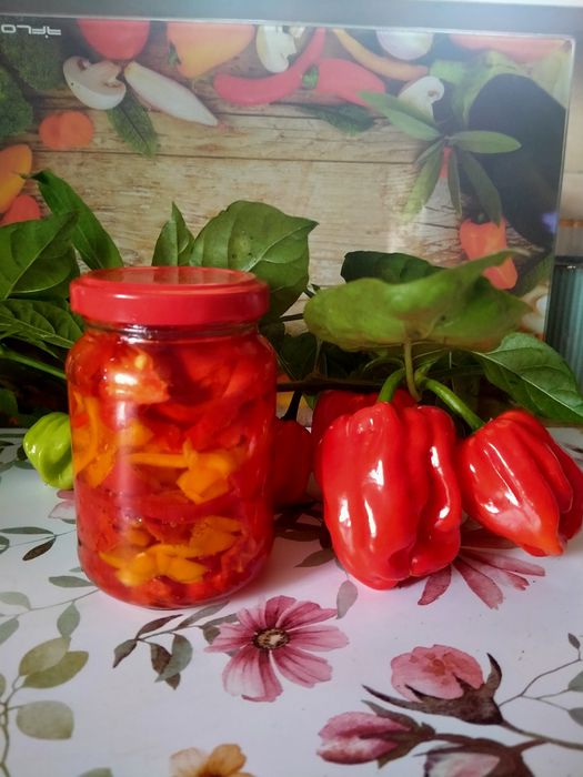 Habanero w oleju