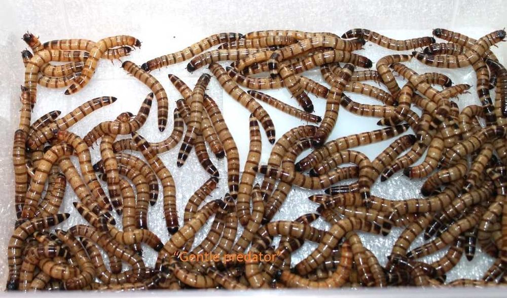 Зофобас та борошняний черв'як. Відмінний корм.