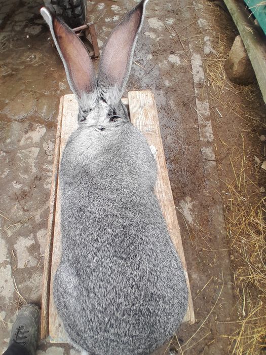 Кролі породи шиншила