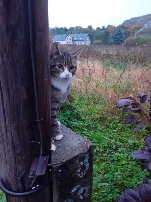 5 miesięczne koty szukają wspaniałych domków