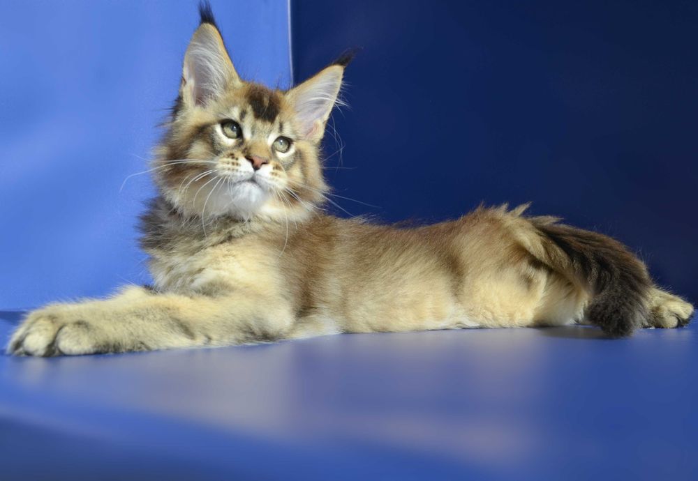 Роскошный мальчик. Мейн кун