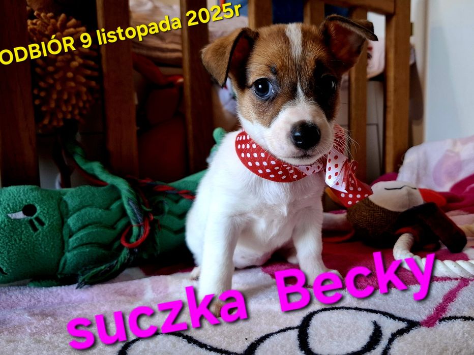 Suczka Jack Russel Terrier odbiór 9 listopad2025r RODZICE W HODOWLI