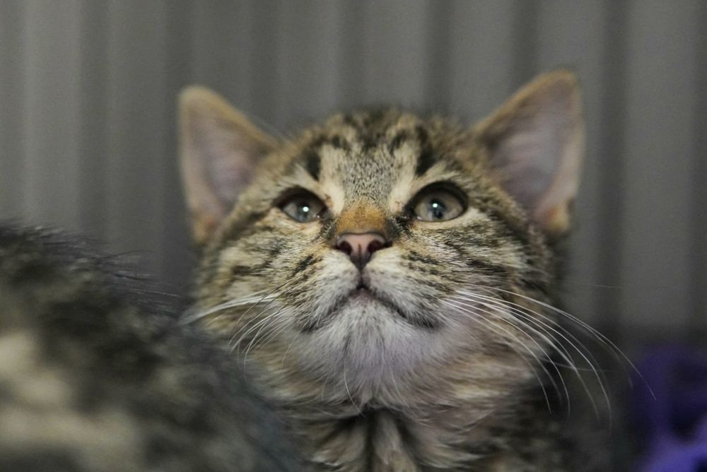 Kotki docpokochania, kot, kotek, kotka