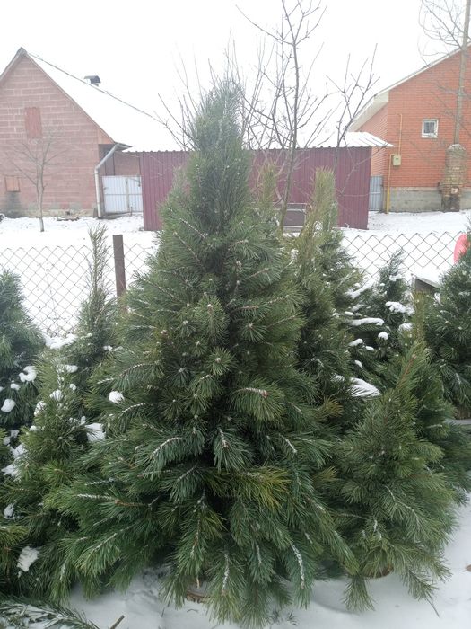 Ялинки, плетені/в'язані  з гілочок