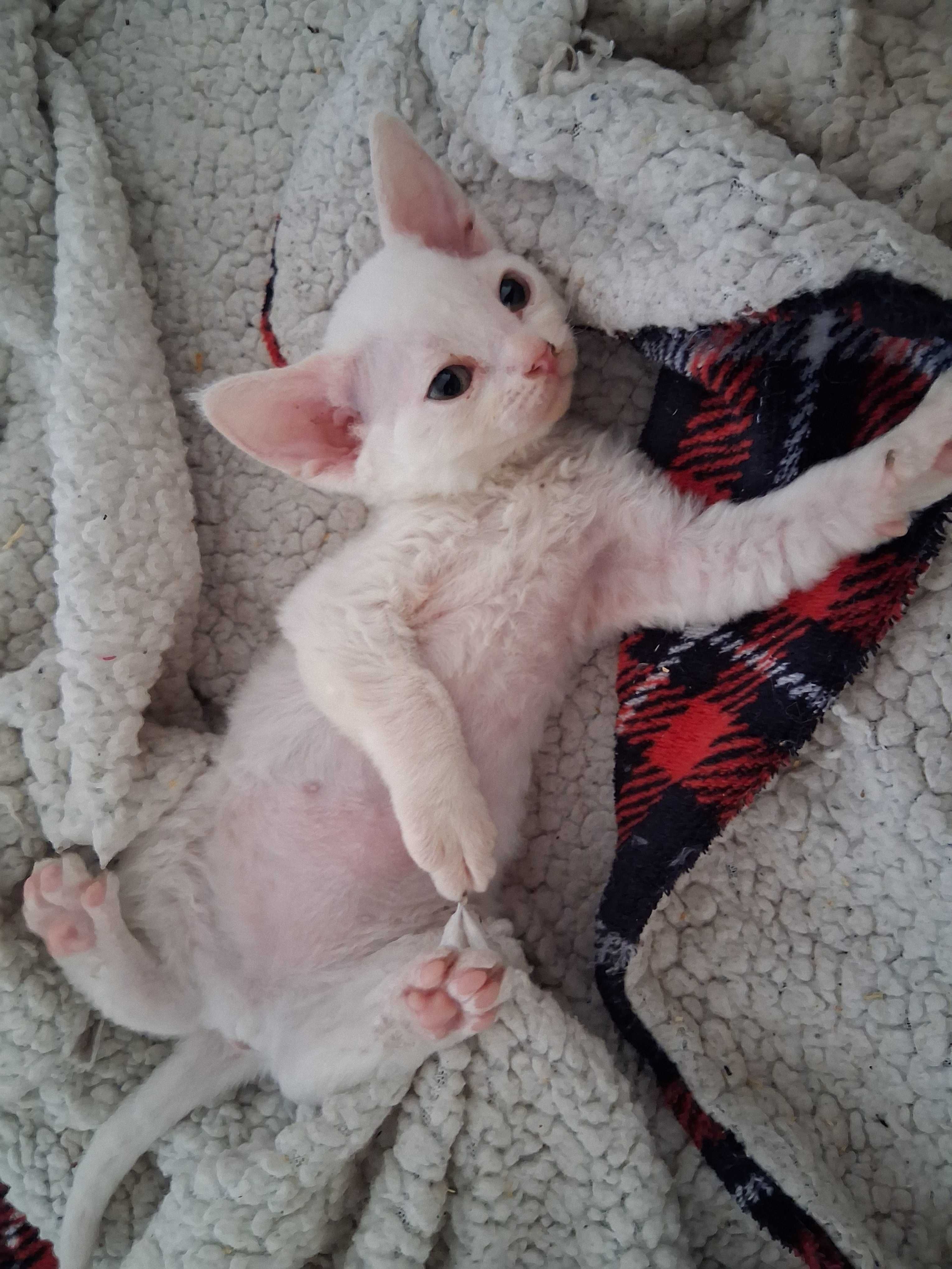 Devon rex, biała koteczka, super charakter, FPL