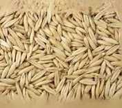 Sprzedam owies paszowy  cało samochodowo