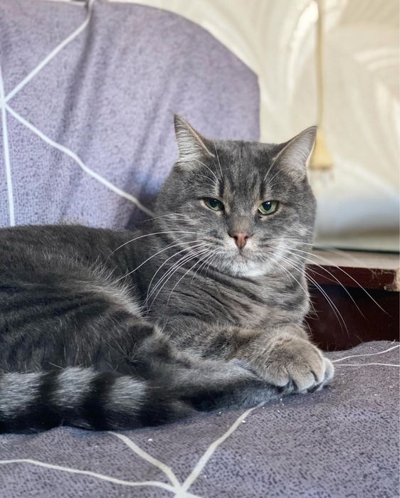 Кіт шукає родину