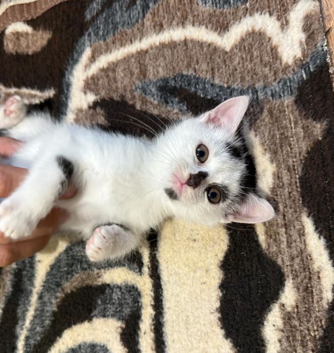 dwa maluchy do adopcji, mruczące i miziaste