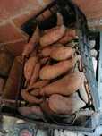 Batata doce biologica