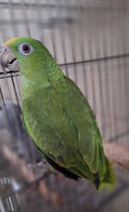 Casais Amazona ochrocephala panamensis