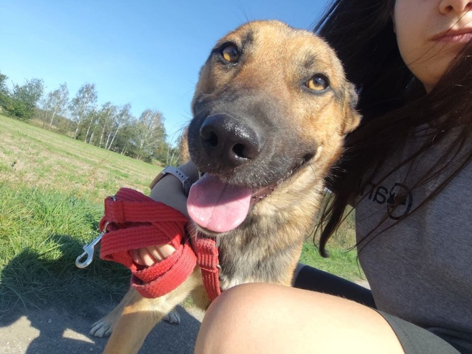 Pies idealny do adopcji!