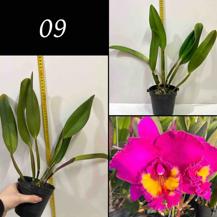 Продам - катлея крупноквіткова ароматна із Азії!