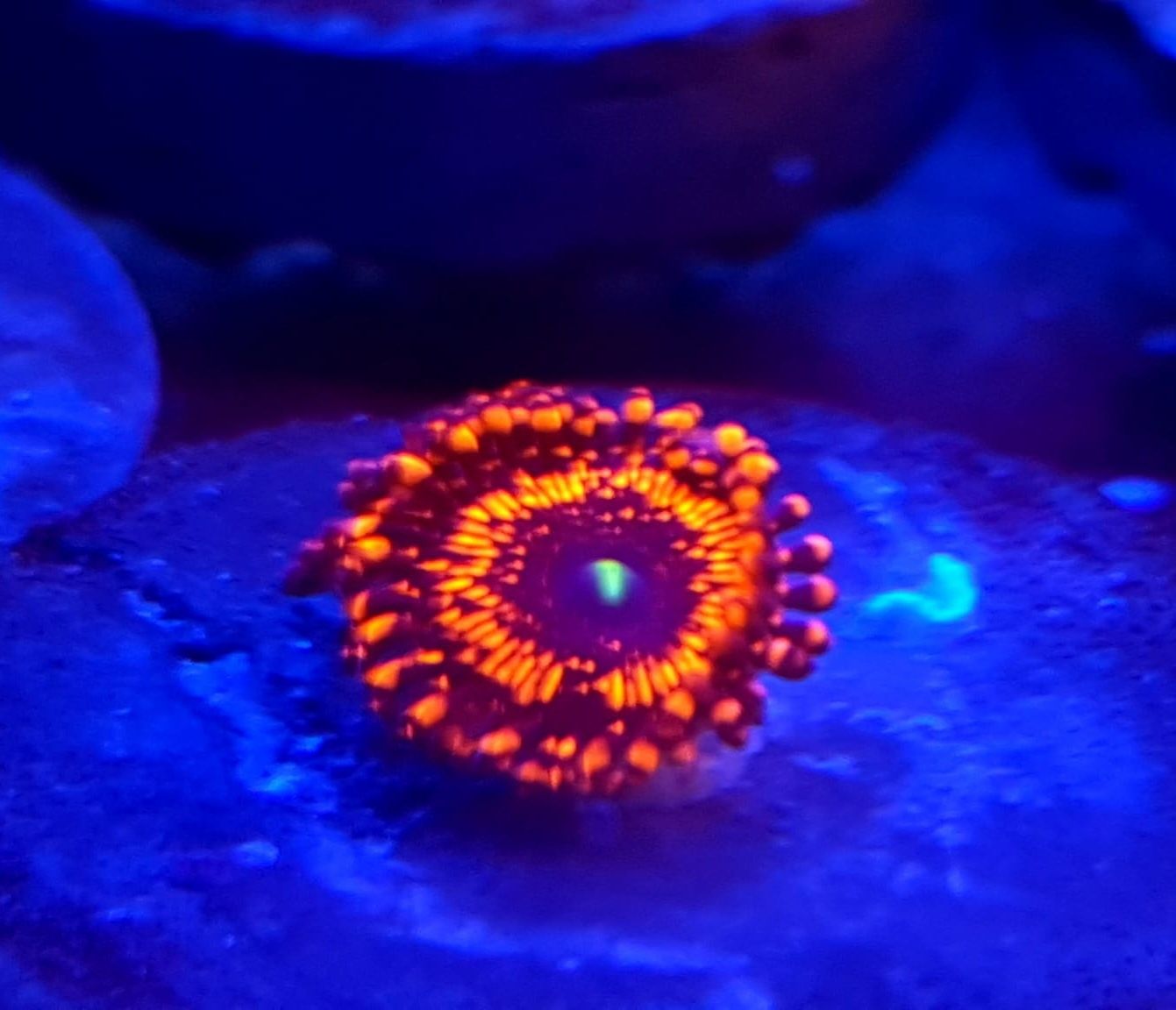 Zoanthus WCR ILLUMINATI . Koralowiec miękki . Akwarium morskie