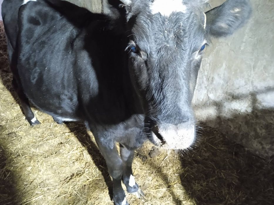 Продам Нетель голштина 5 мес берем