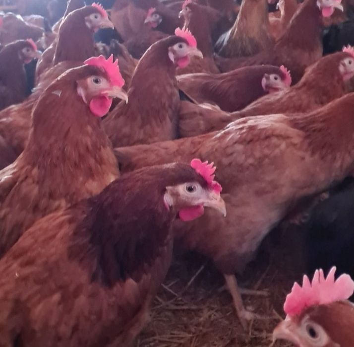 Kury ROSSA 22 tyg młode Nioski Rosa