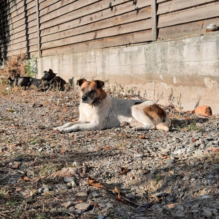 Віддам собаку в надійні руки