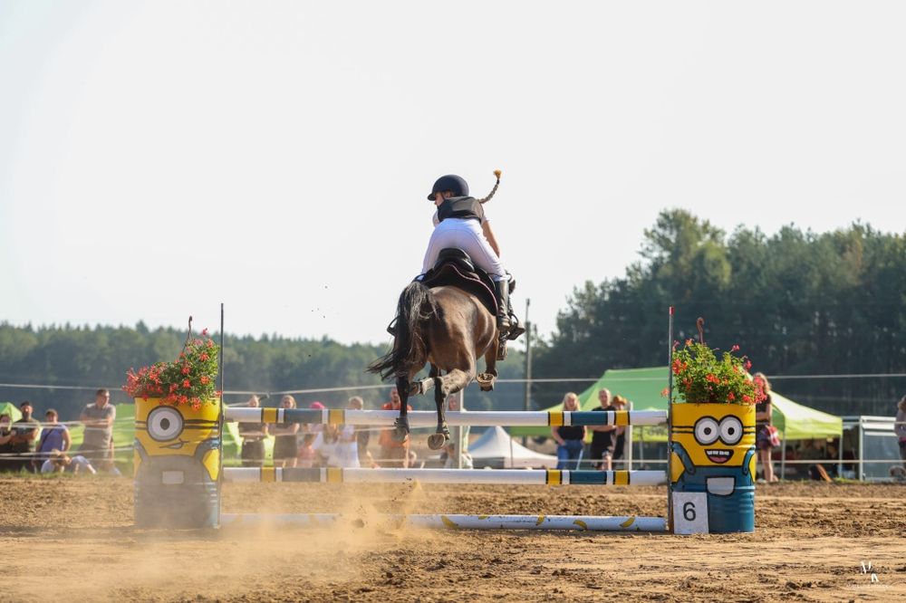 Sprzedam kuca klacz C grupa