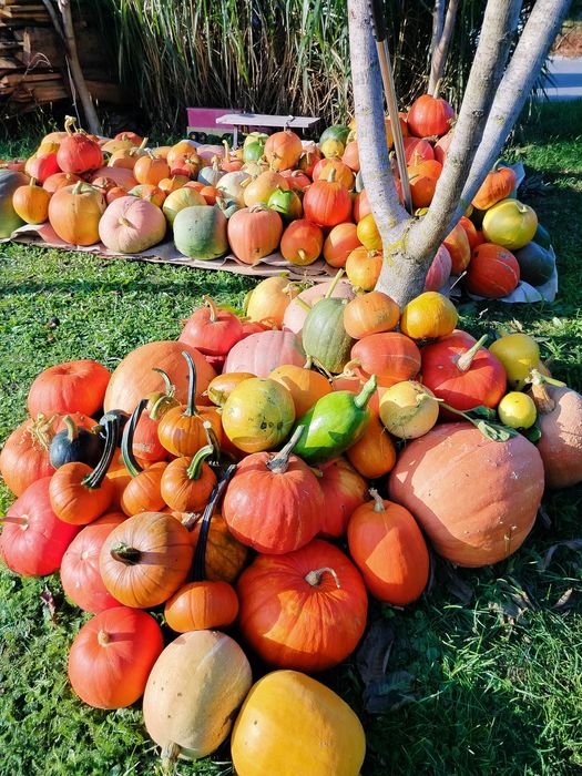 Dynia ekologiczna BIO niepryskana Hokkaido i inne