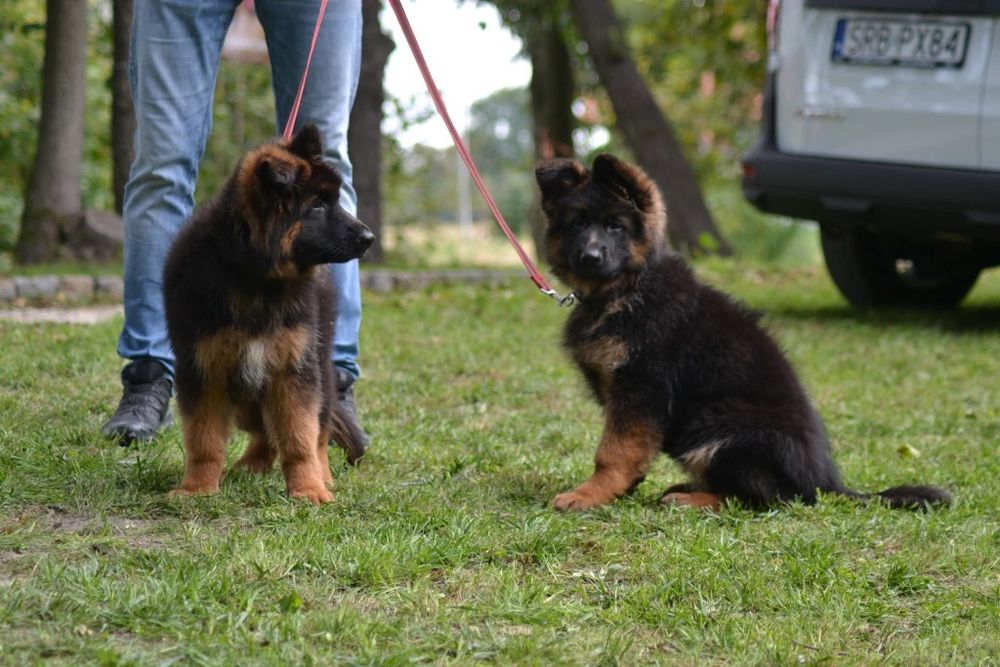 Owczarek Niemiecki Długowłosy