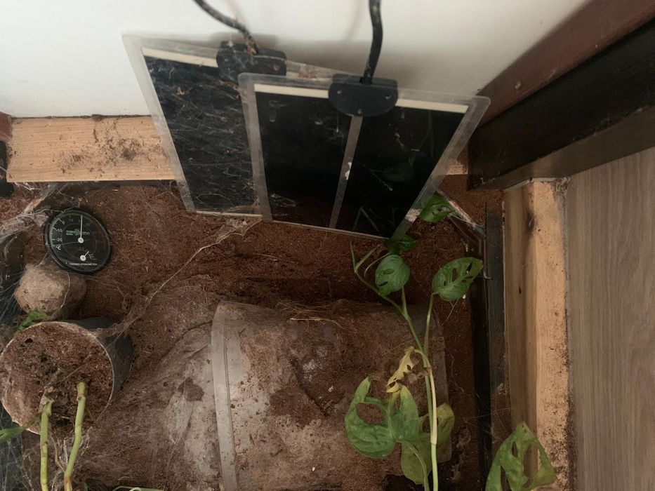 Ptasznik olbrzymi + terrarium