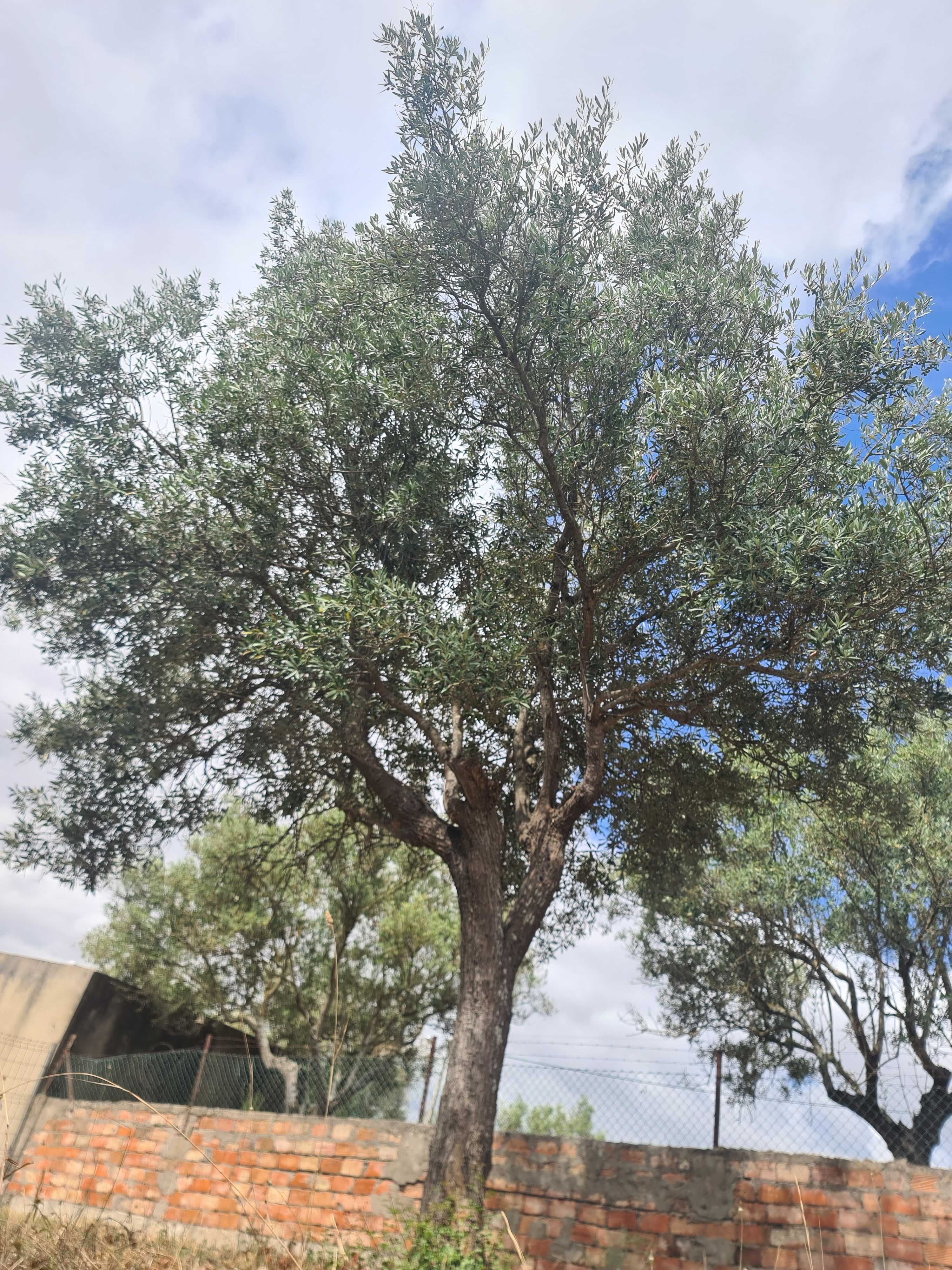 Oliveiras Centenárias