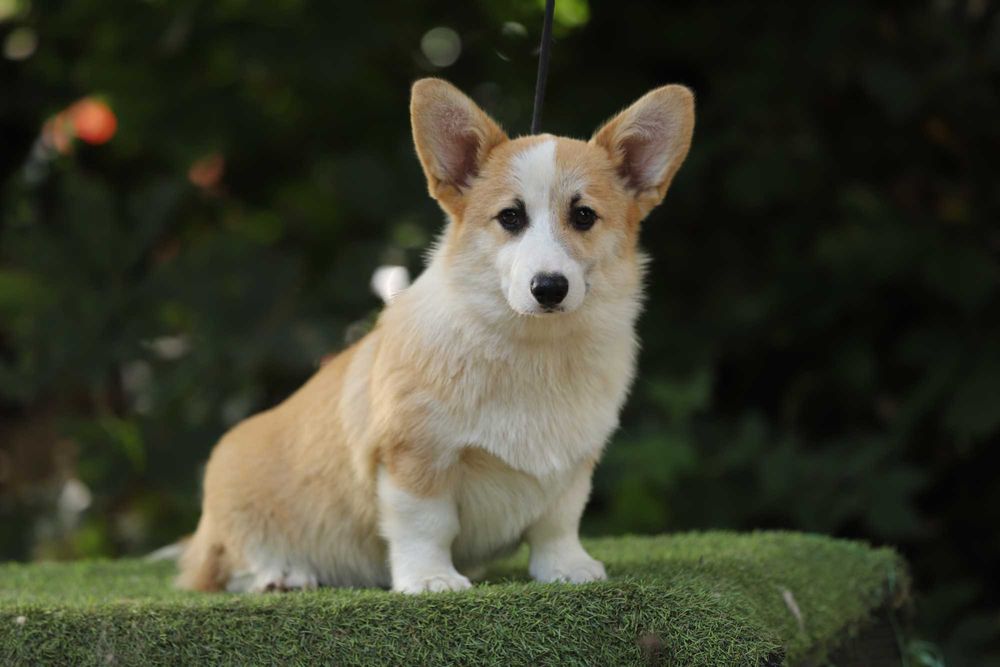 Welsh Corgi Pembroke piesek