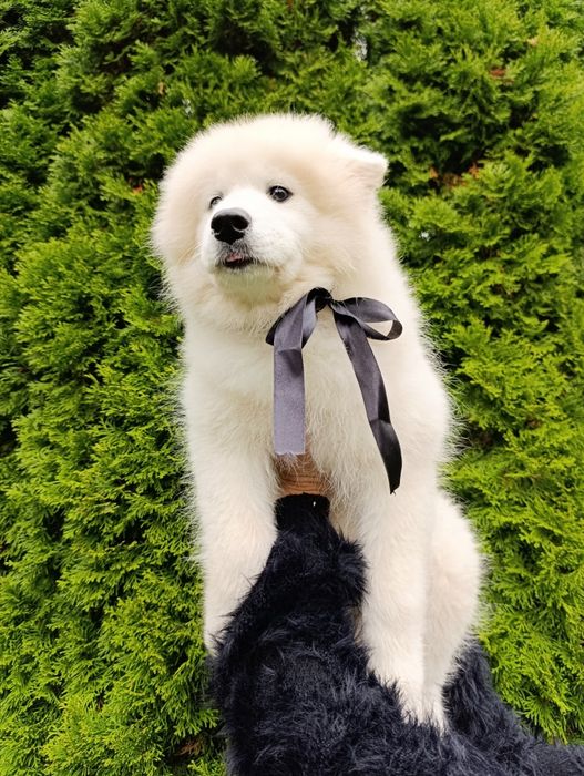 Samoyed - ostatnia!