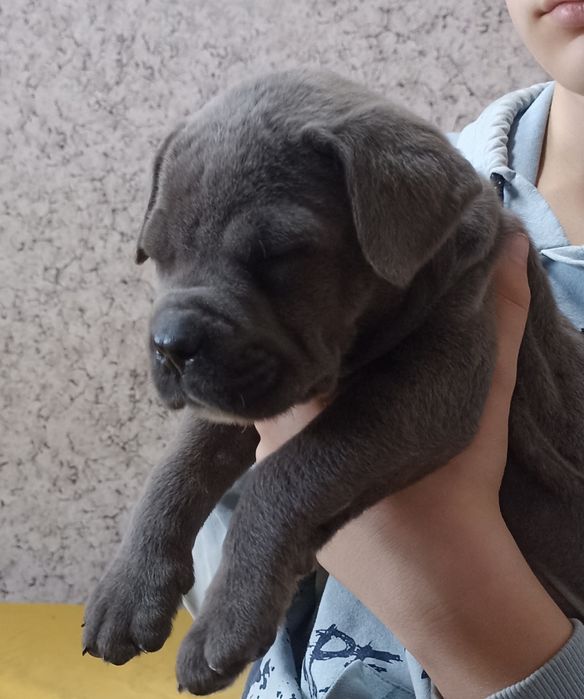 Сірі кане-корсо цуценята