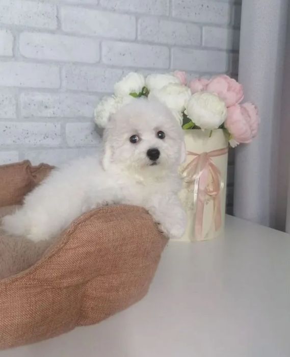 Красивейшие Бишон Фризе