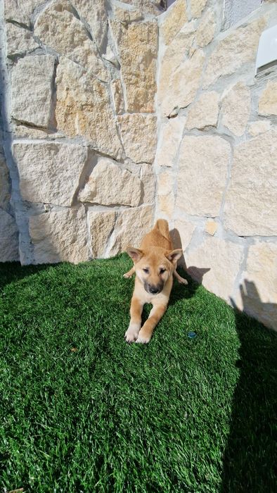 Shiba Inu Disponível