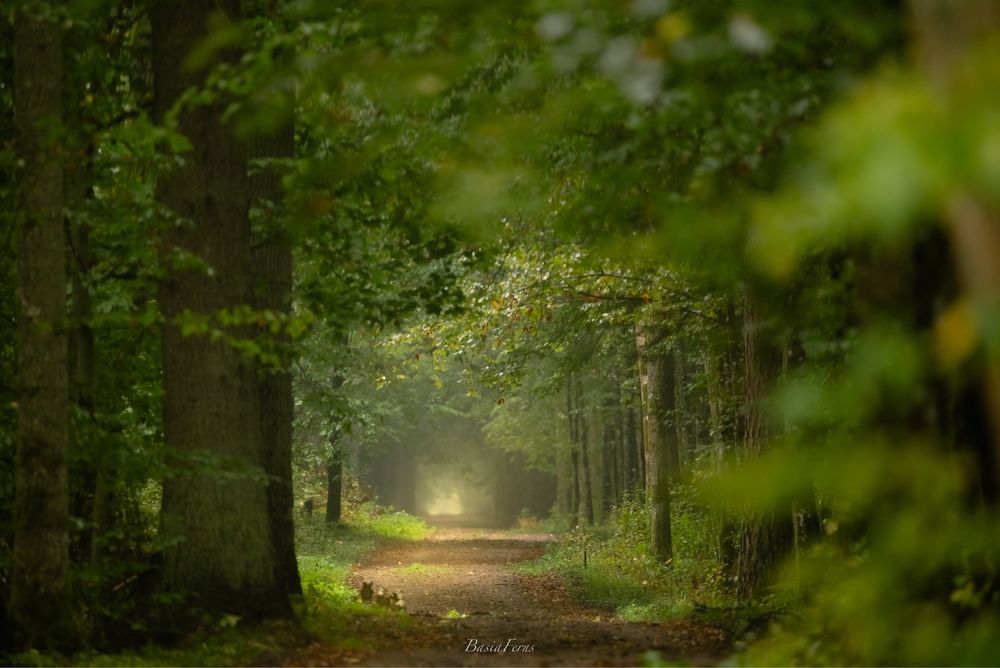 Noclegi i wyorawy po Puszczy Białowieskiej