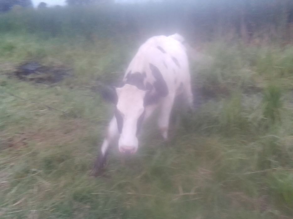 Продаю тилицю 8 місяціа