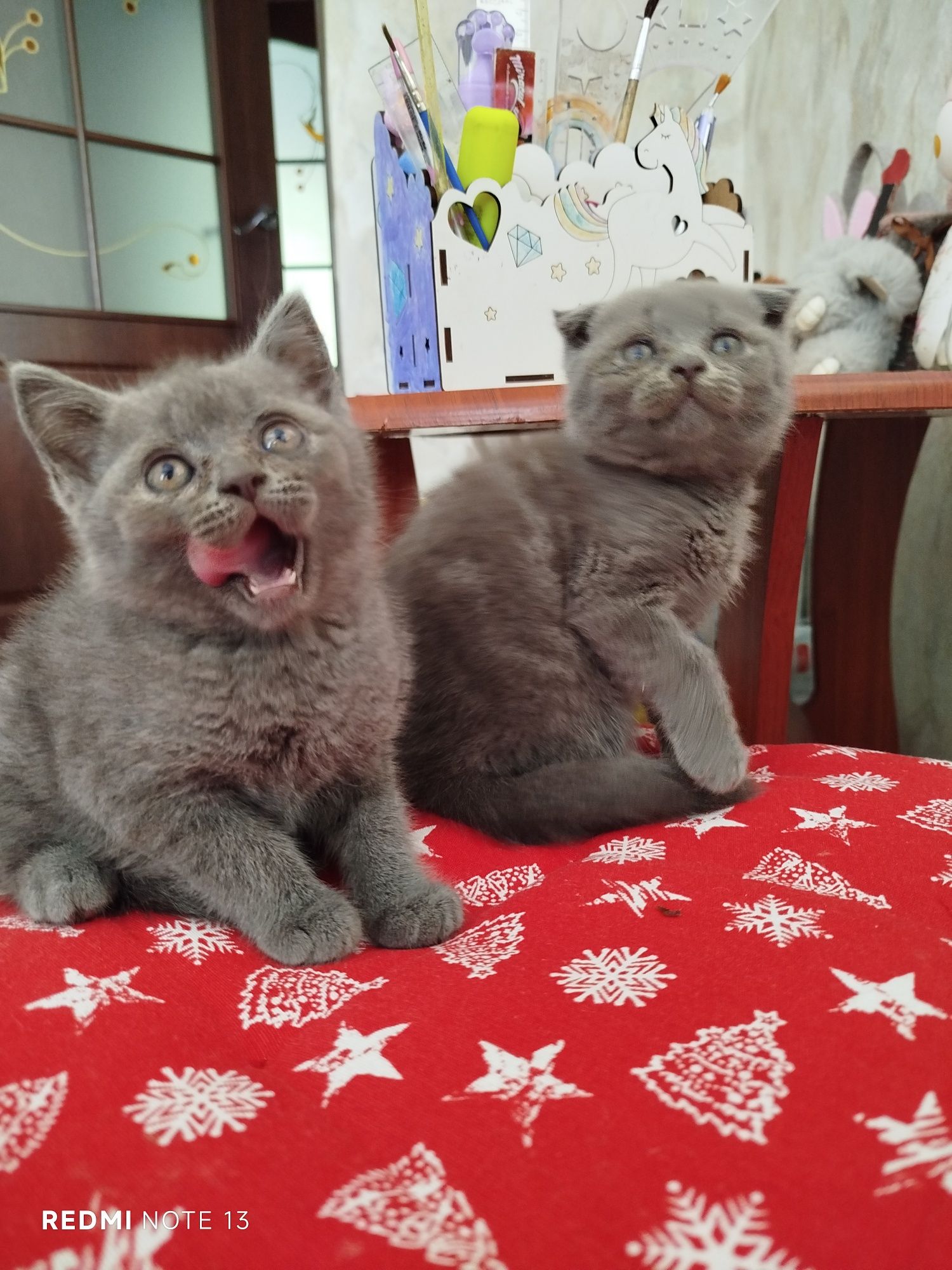 Шотландські кошенята