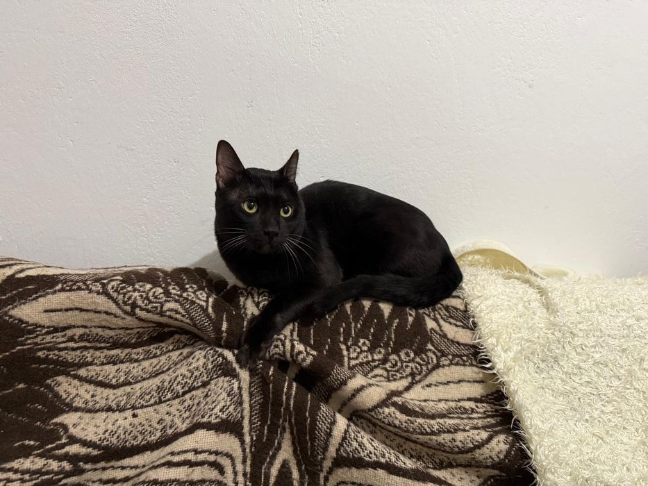 Kocur bengalski pochodowlany