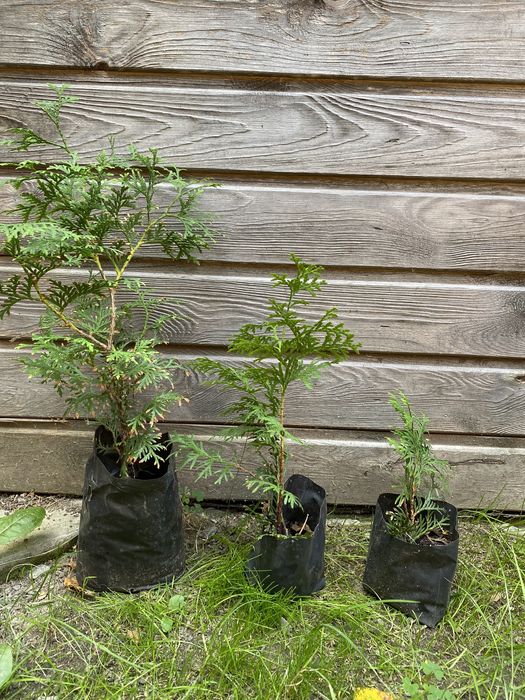 Туя Смарагд вічнозелена