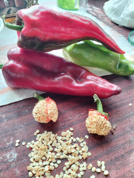 Семена болгарского перца