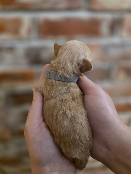 Maltipoo f1 xs piesek do  rezerwacji !!