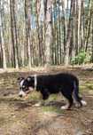 Border Collie piesek czarno biały tricolor badania