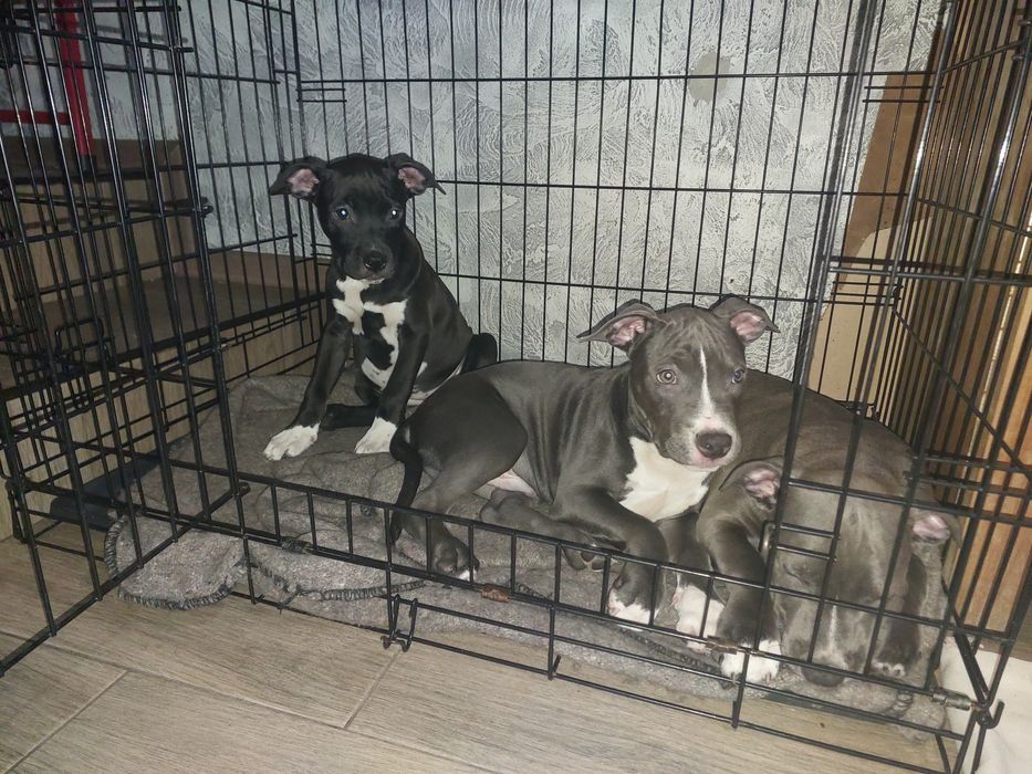 Амстаф, чорно-білі та сірі з гарним родоводом