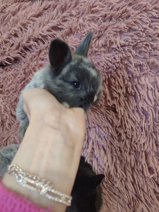 Декоративные кролики супер мини