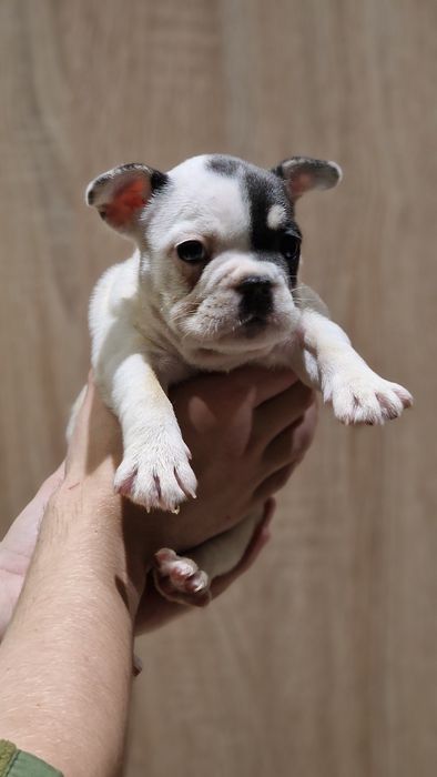 Девочка бело голубая