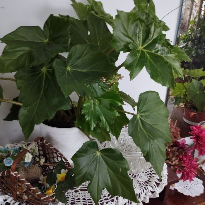 Begonia rącznikolistna