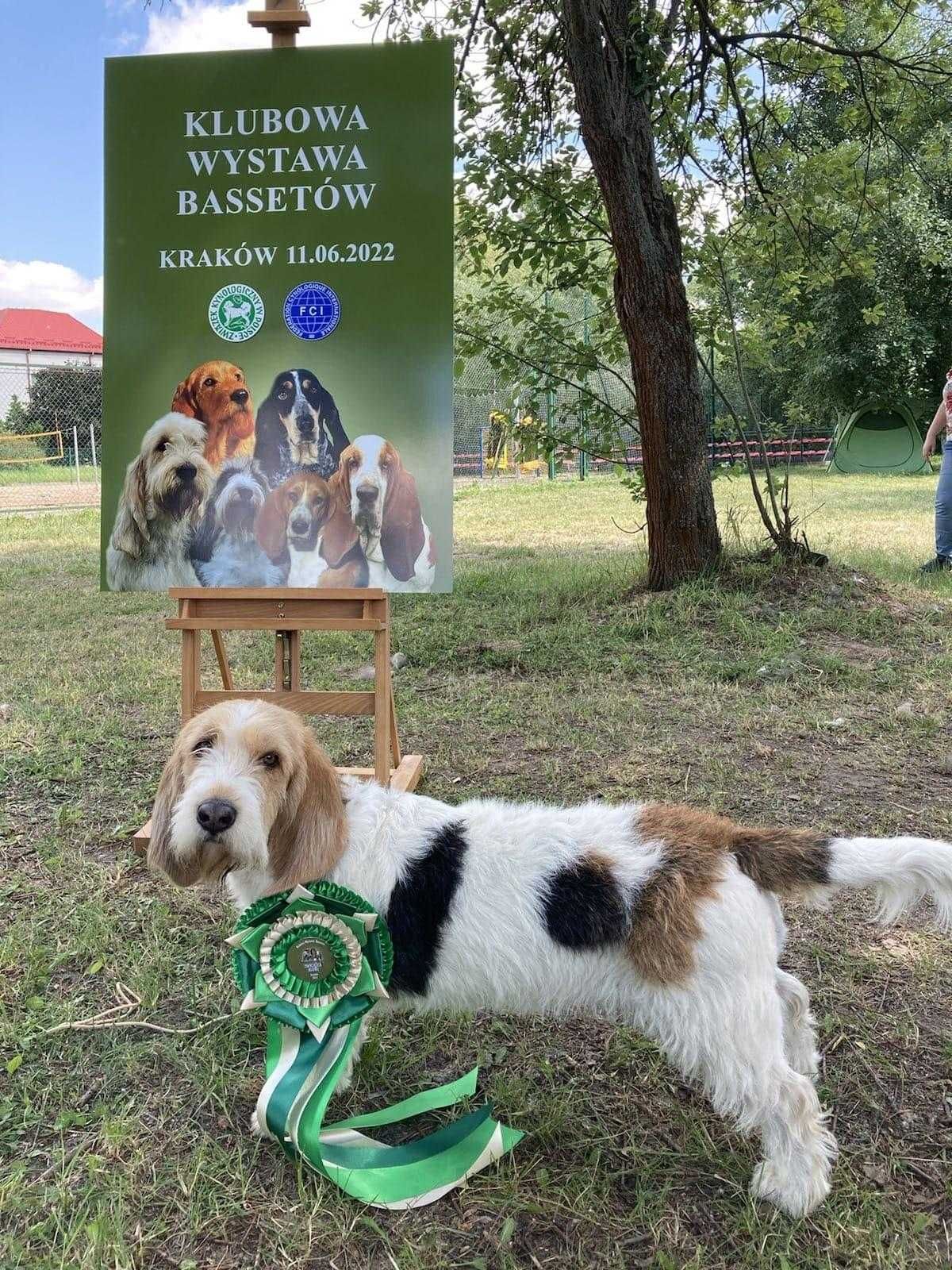 GRAND BASSET Griffon Vendeen szczeniak dziewczynka (FCI ZKwP)