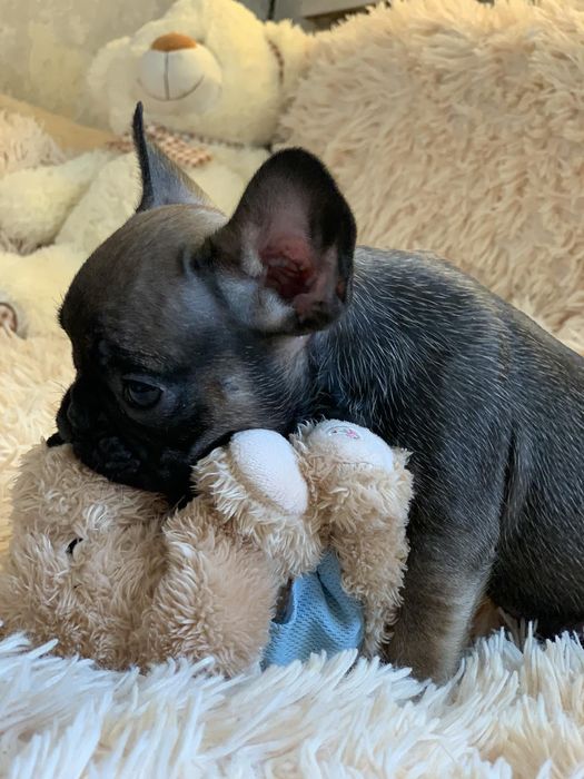 Весёлые генные французики