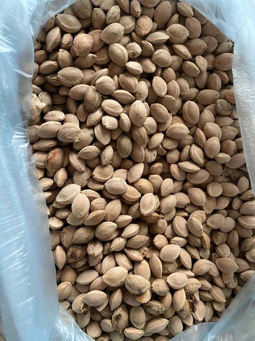 косточка алычи и абрикоса