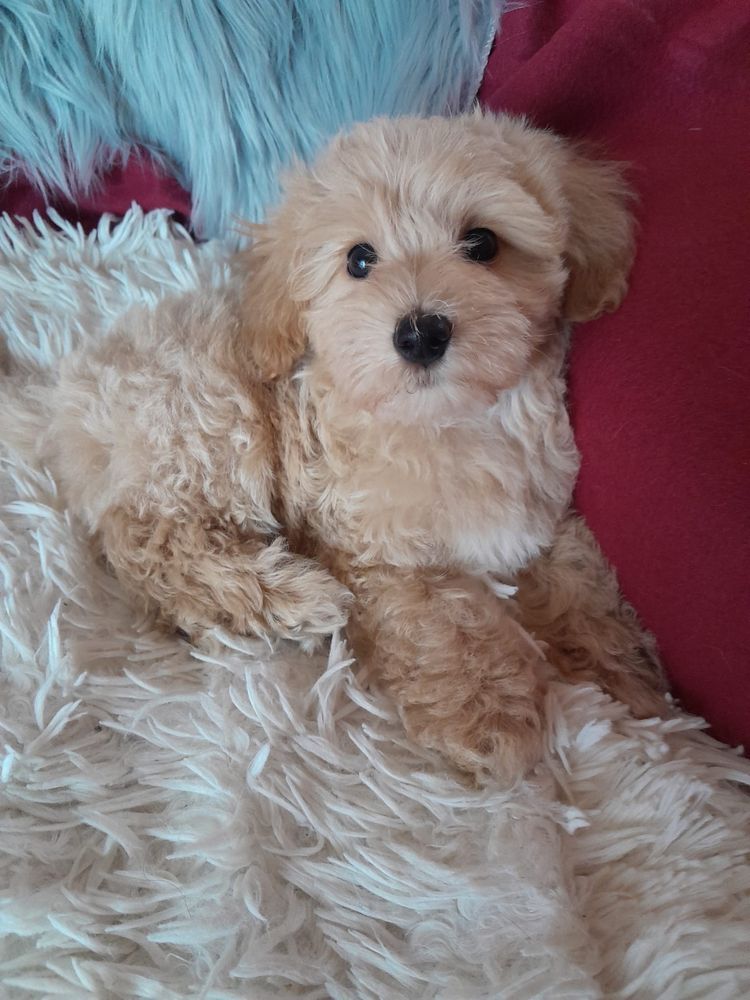 Maltipoo piesek mama maltańczyk tata pudel toy red