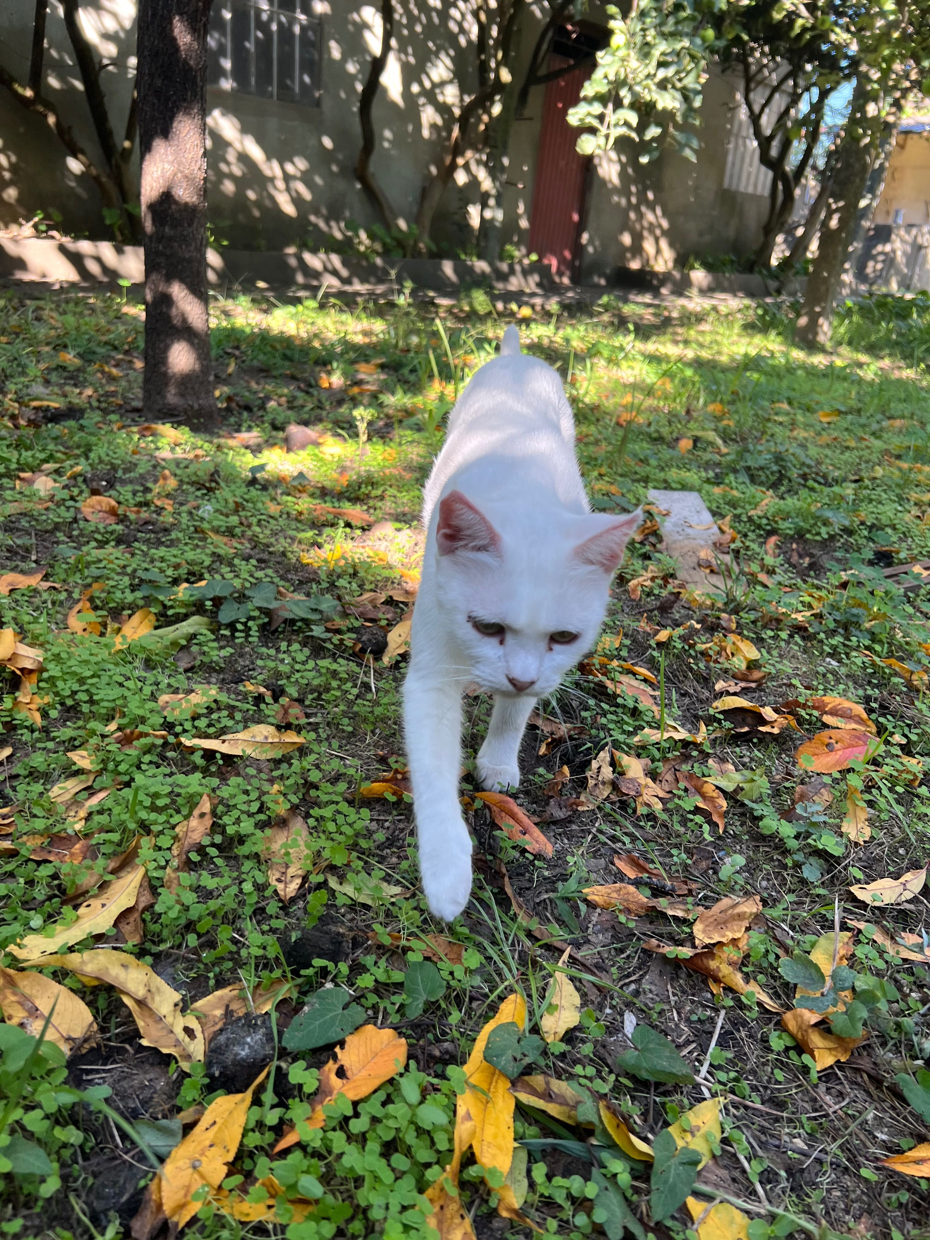 Gatinha branca para adoção - URGENTE