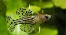 Modrook Gertrudy - Tęczanka Gertrudy - Sklep Zoologiczny