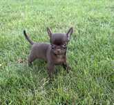 Chihuahua krótkowłosa