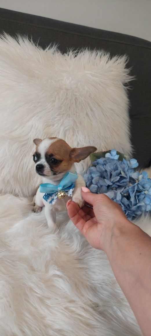 ZAREZERWOWANY !!! Mini maluszek Chihuahua